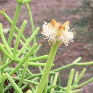 Euphorbia Tirucalli - نبات بسيط