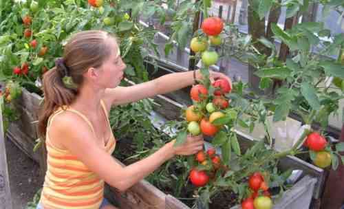 أسباب ظهور الأوراق البيضاء في الطماطم في دفيئة