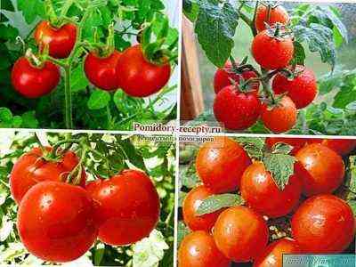 أصناف مميزة من الطماطم Olga f1