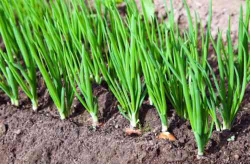 أصناف وخصائص زراعة البصل الشتوي