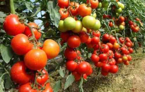 استخدام كبريتات البوتاسيوم للطماطم