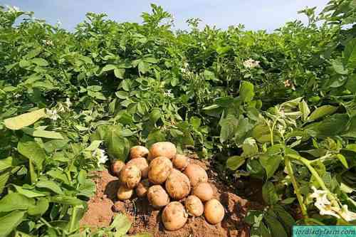 تكنولوجيا زراعة البطاطا وخصائصها
