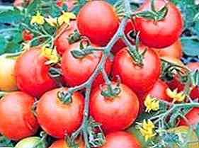 توصيف ووصف الطماطم Yusupov