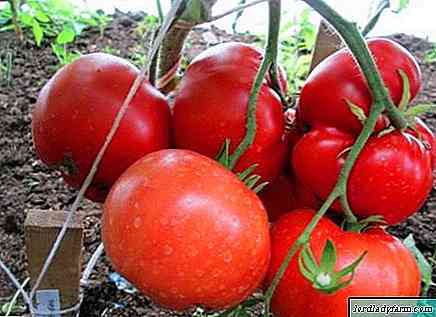 خصائص أصناف الطماطم بابوشكينو