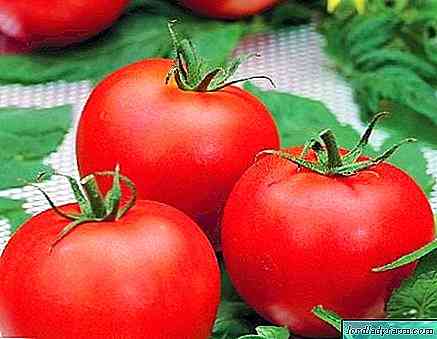 خصائص أصناف الطماطم Polfast f1