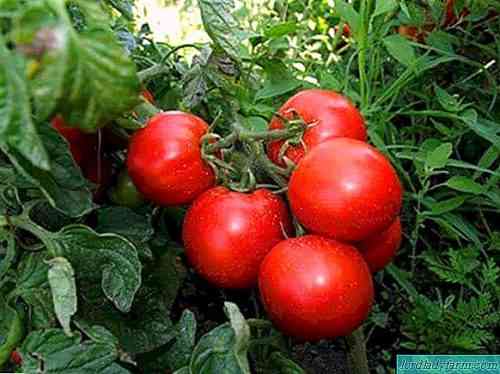 خصائص الطماطم تولستوي