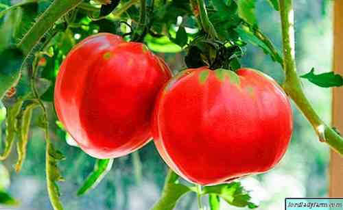 خصائص صنف الطماطم الأورال العملاق