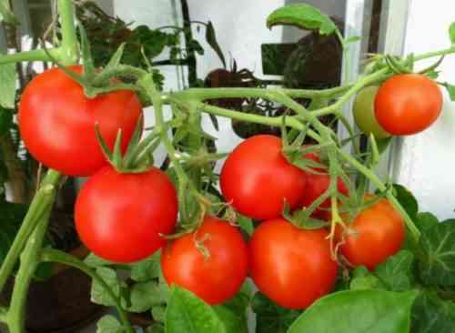 زراعة الطماطم بطريقة Galina Kizima