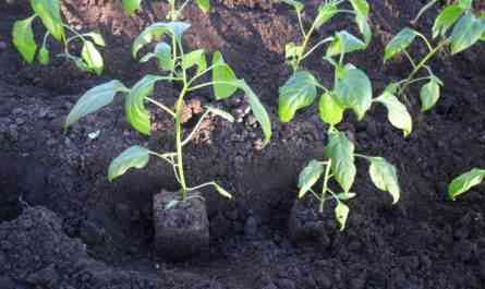 زراعة الفلفل بطريقة يوليا مينيايفا