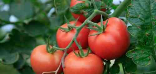 زراعة شتلات الطماطم حسب طريقة غانيشكينا