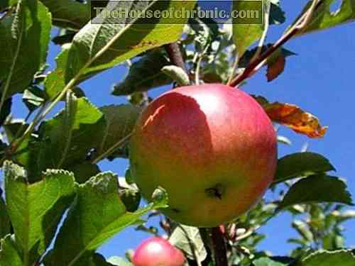 زراعة شجرة التفاح في الخريف - متى يتم إجراء العملية