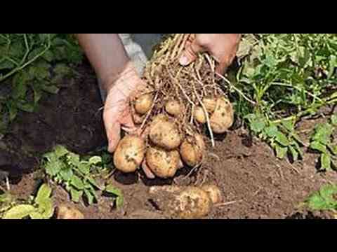 طريقة زراعة شتلات البطاطس