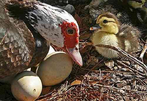 فترة وضع البيض في البط المنزلي