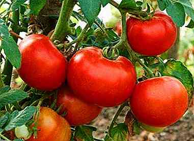 فعالية الطريقة الصينية في زراعة الطماطم
