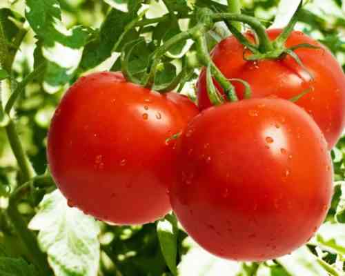 فوائد مستخلصات السوبر فوسفات للطماطم