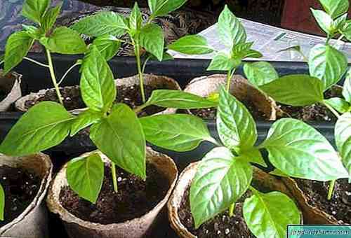 قواعد زراعة الفلفل في المنزل من البذور