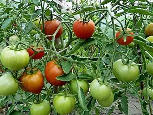 قواعد سقي الطماطم بالصودا
