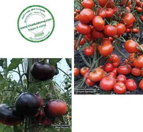 قواعد معالجة شتلات الطماطم