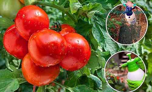 كيف وكيفية رش الطماطم بعد المطر