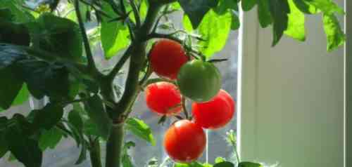 كيف ولماذا تزرع الطماطم