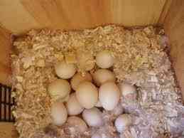 كيفية احتضان بيض البط