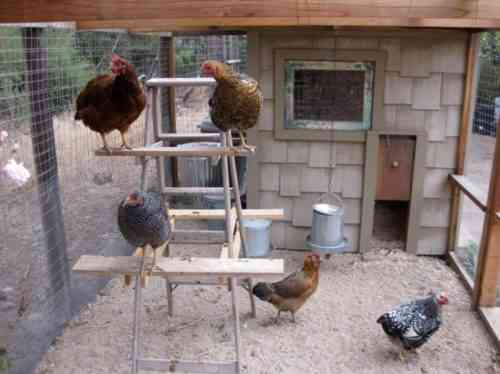 كيفية تطهير بيت الدجاج