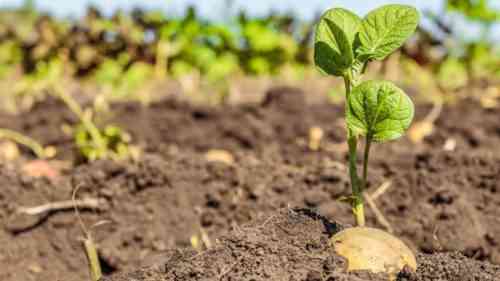 كيفية زراعة البطاطس من البراعم