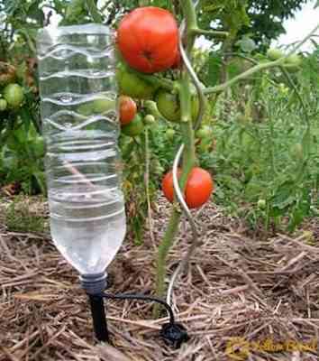 كيفية زراعة الطماطم بشكل صحيح في دفيئة