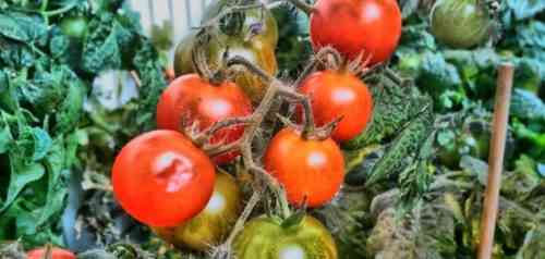 كيفية زراعة الطماطم بشكل صحيح