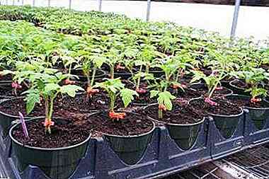 كيفية زراعة الطماطم في الأرض المفتوحة