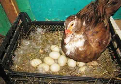 كيفية زراعة بطة على البيض