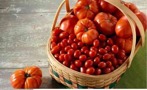 كيفية معالجة بذور الطماطم قبل الزراعة