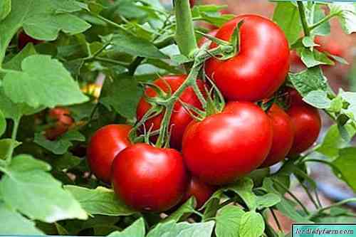 ما هو التسميد المطلوب للطماطم خلال فترة الاثمار