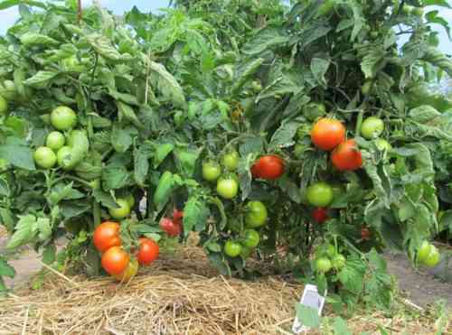 ما يوضع في الحفرة عند زراعة الطماطم