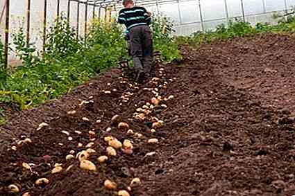 مبدأ زراعة البطاطس حسب طريقة كارتليف