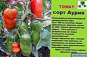 ميزات وخصائص الطماطم Auria