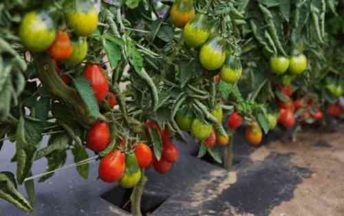 وصف أصناف الطماطم Grushovka