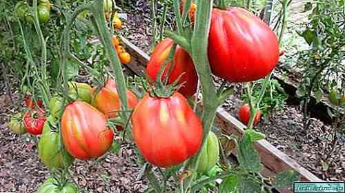 وصف الطماطم التين الوردي والأحمر