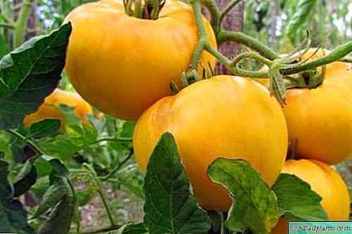 وصف الطماطم العملاقة الليمون