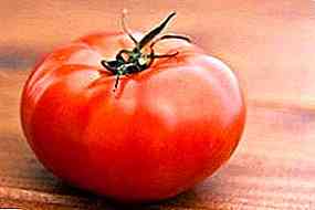 وصف الطماطم العملاقة نوفيكوف