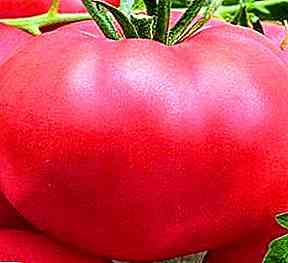 وصف الطماطم الوردي العملاق