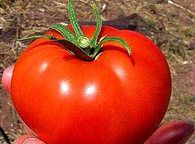 وصف الطماطم فولجوجراد المبكر 323