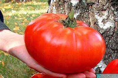 وصف الطماطم كبرياء سيبيريا