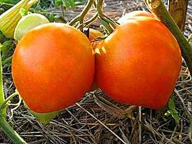 وصف الطماطم من تشكيلة Mishka Kosolapy