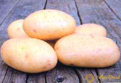 وصف تطور البطاطس