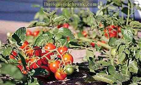 وصف تنوع الطماطم القزم المنغولي