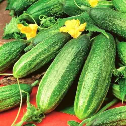 وصف مجموعة Saracen Cucumber