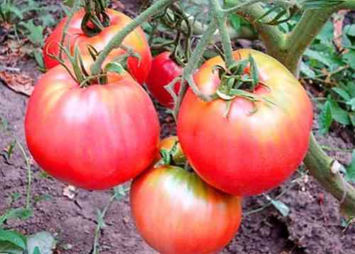 وصف وخصائص أصناف الطماطم Volovye Heart