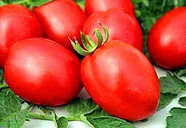 وصف وخصائص الطماطم De Barao