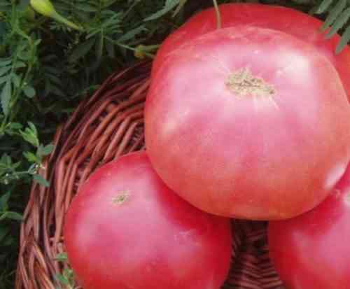 وصف وخصائص طماطم الفيل الوردي
